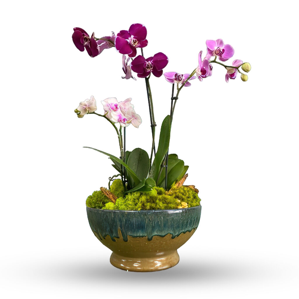 Three Orchid Planter | Flowers Roswell
